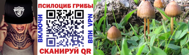 площадка Telegram  как найти закладки  Бирюсинск  Псилоцибиновые грибы Cubensis 